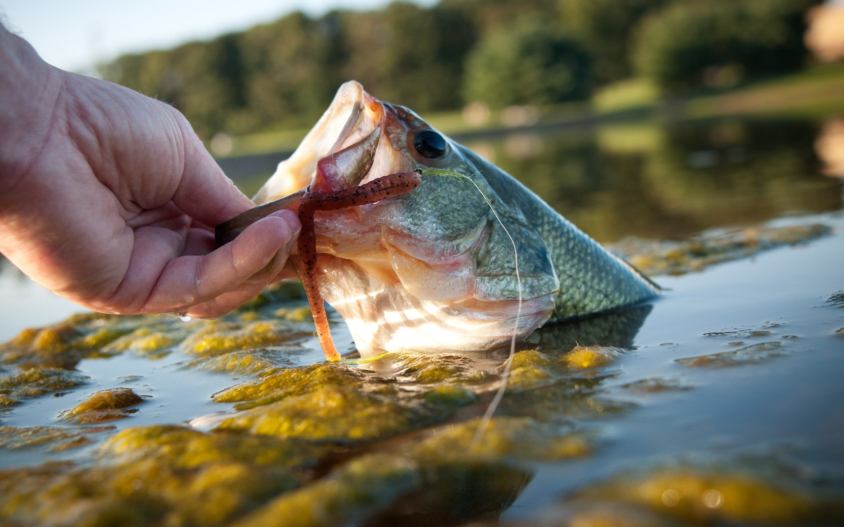 Largemouth bass caught at Providence Hill